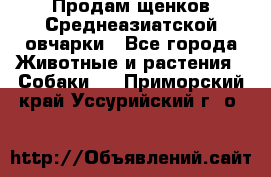 Продам щенков Среднеазиатской овчарки - Все города Животные и растения » Собаки   . Приморский край,Уссурийский г. о. 